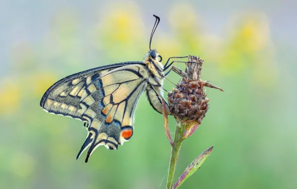 Picture summer, butterfly, swallowtail