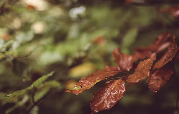Autumn, leaves, nature