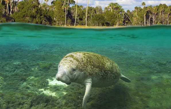 Picture sea, water, manatee