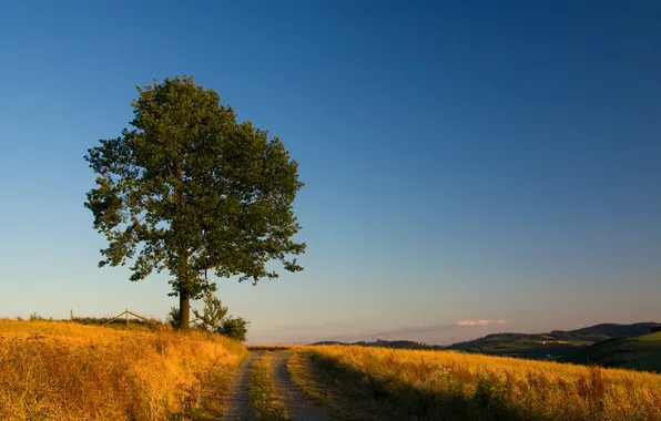 Picture road, field, nature, tree