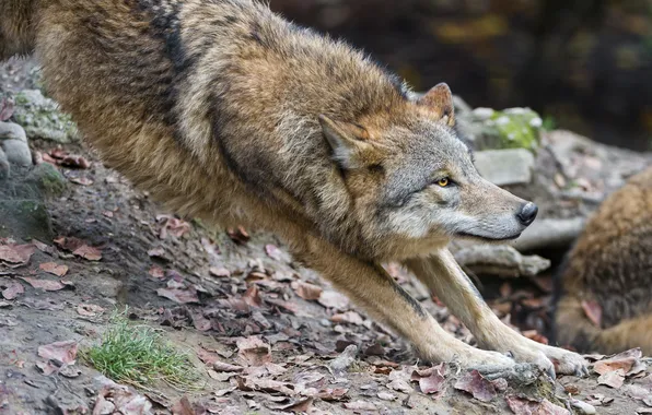 Grass, leaves, wolf, predator, profile, ©Tambako The Jaguar