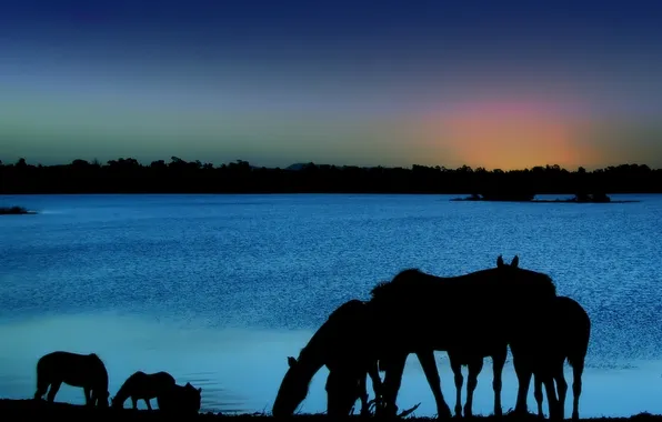 Animals, the sky, night, horse, silhouettes