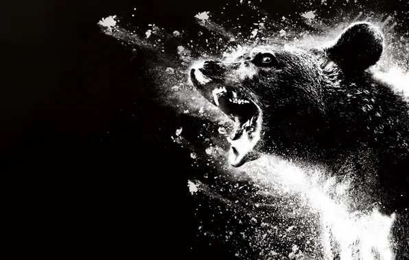 Bear, mouth, fangs, beast, poster, black and white, Bear, Cocaine Bear