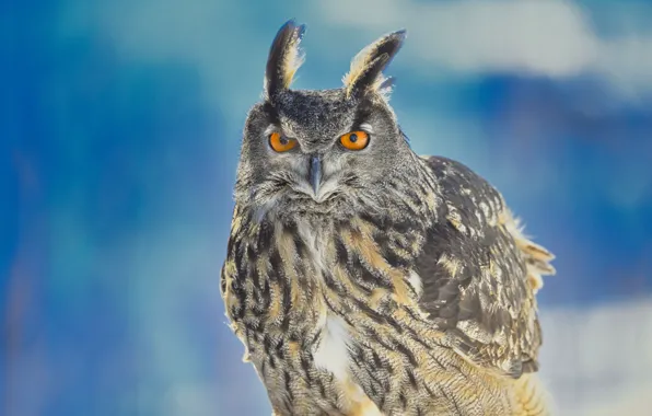 Background, owl, bird, Owl