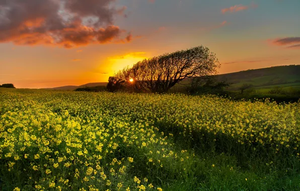 Field, trees, sunset, England, England, rape, Dorset, Dorset