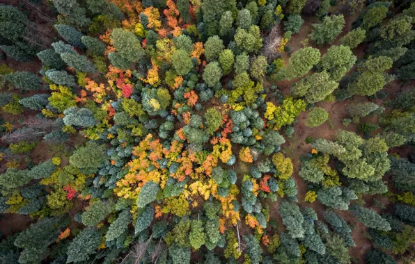 Picture nature, forest, trees