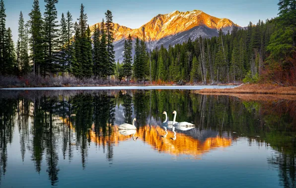 Forest, light, trees, mountains, birds, lake, reflection, shore