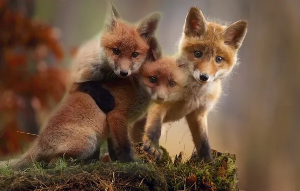 Animal, kids, Fox