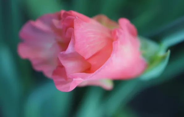 Macro, Pink, Gladiolus