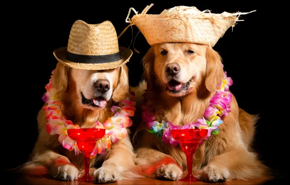 Picture face, flowers, wine, stay, glass, dog, hat, image