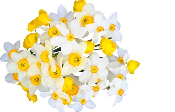 Flowers, freshness, beauty, bouquet, spring, white, white, yellow