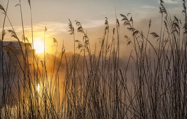 The sky, grass, the sun, clouds, macro, sunset, river, plant