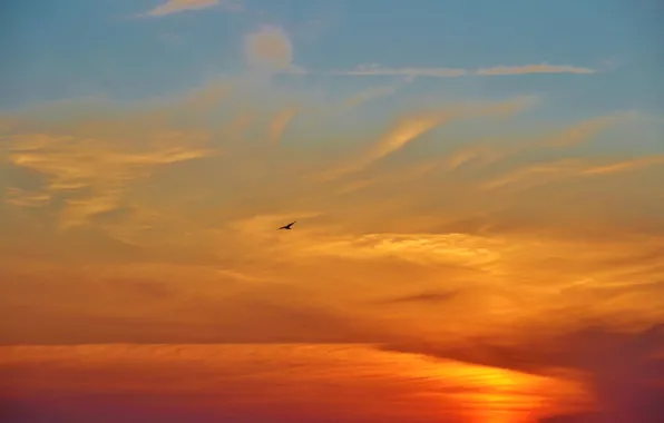 Picture the sky, clouds, sunset, bird