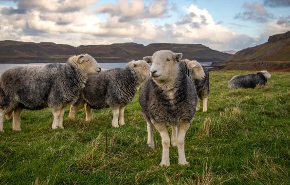 Field, look, face, sheep, pasture, sheep, the herd, sheep