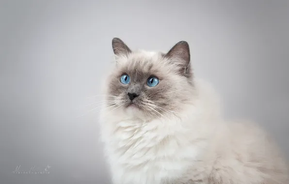 Picture cat, look, background, portrait, muzzle, blue eyes, photoshoot, Ragdoll