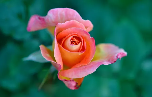 Macro, roses, buds