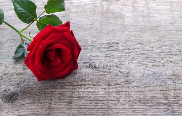 Flower, leaves, Board, rose, stem, red, one