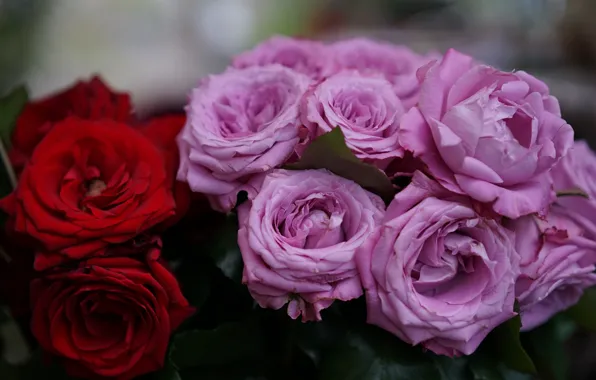 Flowers, roses, bouquet, buds