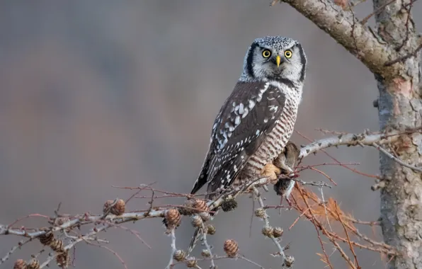 Branches, owl, bird, Hawk owl