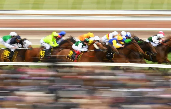 Horse, Australia, jump, horse riding, Racecourse, Flemington Racecourse