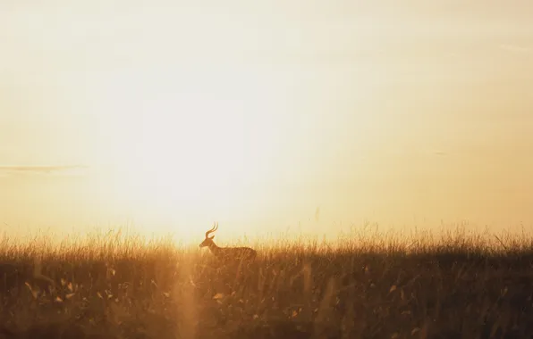 Picture grass, animal, deer, horizon