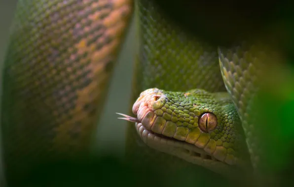 Macro, nature, snake