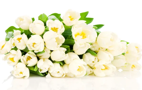 Picture flowers, tulips, white tulips