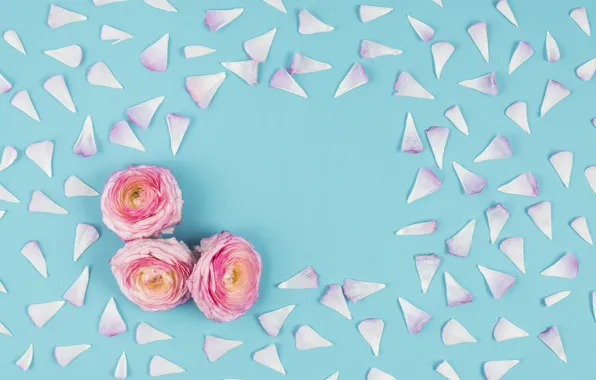Flowers, background, blue, Pink, petals, pink, buds, flowers