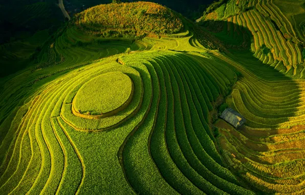 Picture greens, field, valley, terrace, fields, valley, greens, Tuấn Vũ