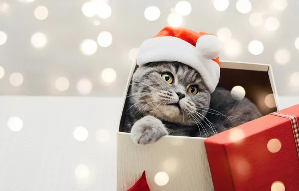 Cat, cat, look, pose, grey, box, Christmas, New year