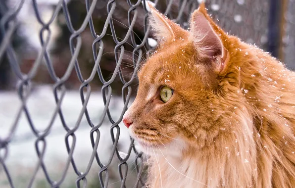 Winter, cat, cat, look, snow, mesh, red, Maine Coon