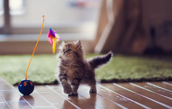Picture cat, kitty, carpet, toy, feathers, flooring, Daisy, Ben Torode