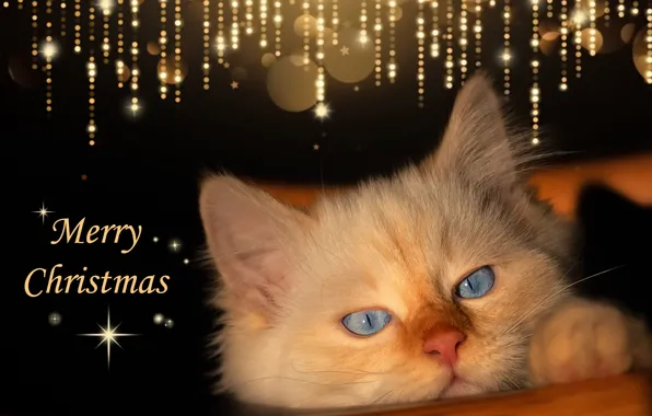 Look, lights, the dark background, Shine, new year, Christmas, kitty, congratulations