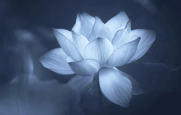Picture Lotus, flower, photography, Monochrome