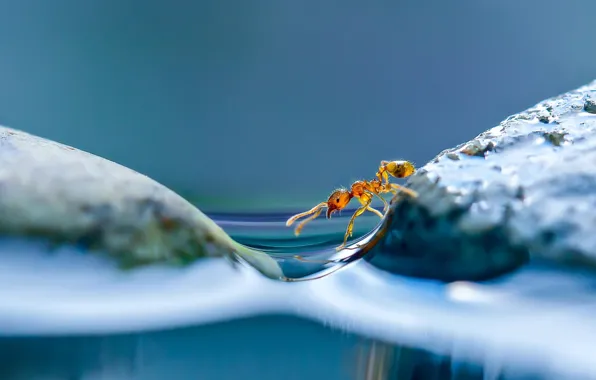 Water, macro, ant, Islands