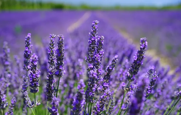 Field, the sun, flowers, lavender, bokeh