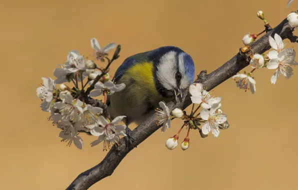 Flowers, background, bird, branch, spring, flowering, tit, spring