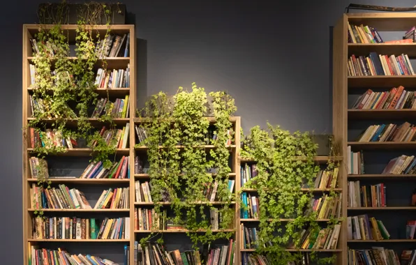 Books, plants, shelf, books, shelves, books