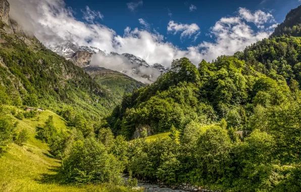 Greens, forest, the sky, the sun, clouds, trees, mountains, stream