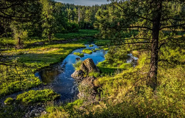 Greens, forest, summer, the sun, trees, stream, Washington, USA