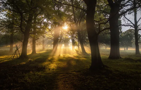 Picture forest, trees, nature, landscapes, sun, fog, dawn, greenery