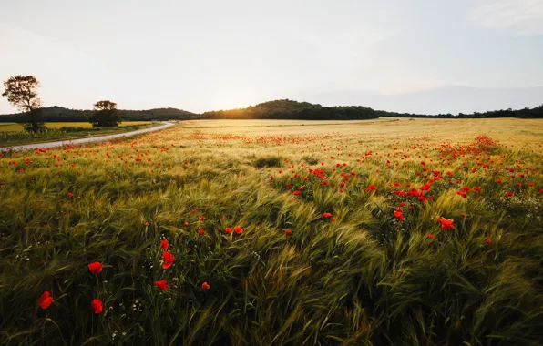 Road, field, forest, summer, the sky, flowers, rye, Maki