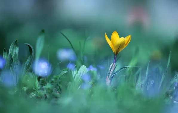 Picture greens, grass, leaves, flowers, yellow, glade, one, blur