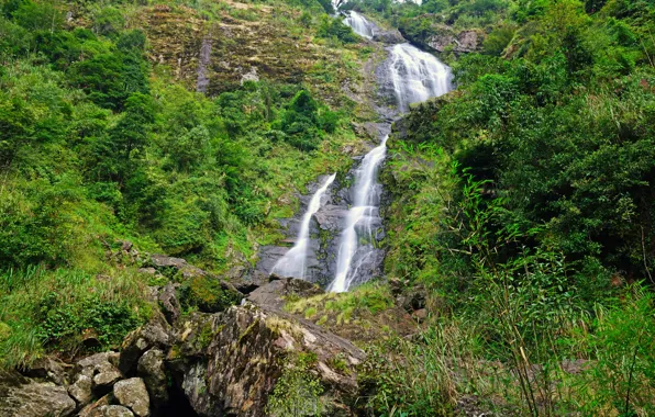 Greens, grass, trees, stream, stones, waterfall, slope, Vietnam