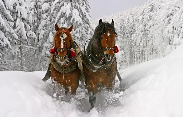 Winter, Forest, Wagon, Horses
