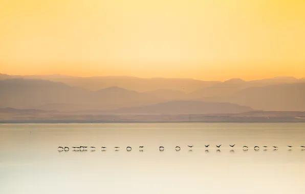 Picture sunset, mountains, birds, lake, reflection, mirror
