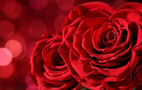 Picture red, love, flowers, background, romantic, bokeh, valentine's day, roses