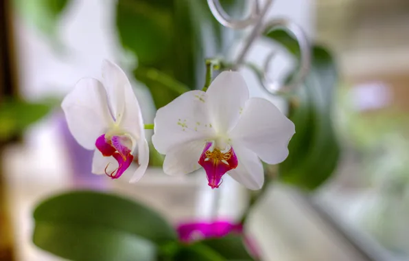 Flowers, petals, white, orchids