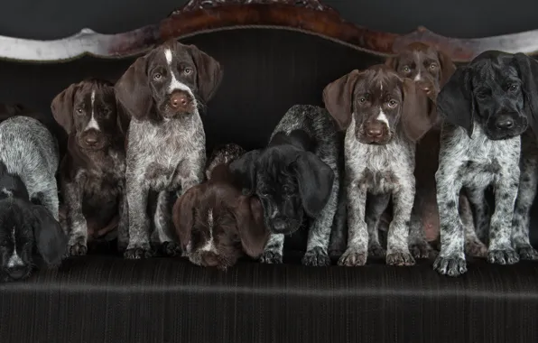 Dogs, puppies, Drathaar, German Wirehaired pointer