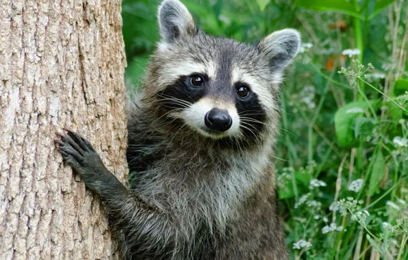 Look, pose, tree, portrait, legs, raccoon, trunk, face